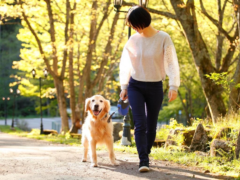 Izumigo Takayama Dog Paradise Hotel Exterior photo